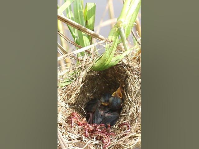 Video thumbnail for Grown Babies Bird in Nest  #birds #birdfeed #bird #birdceat #birdcath #birdwild #wildlife