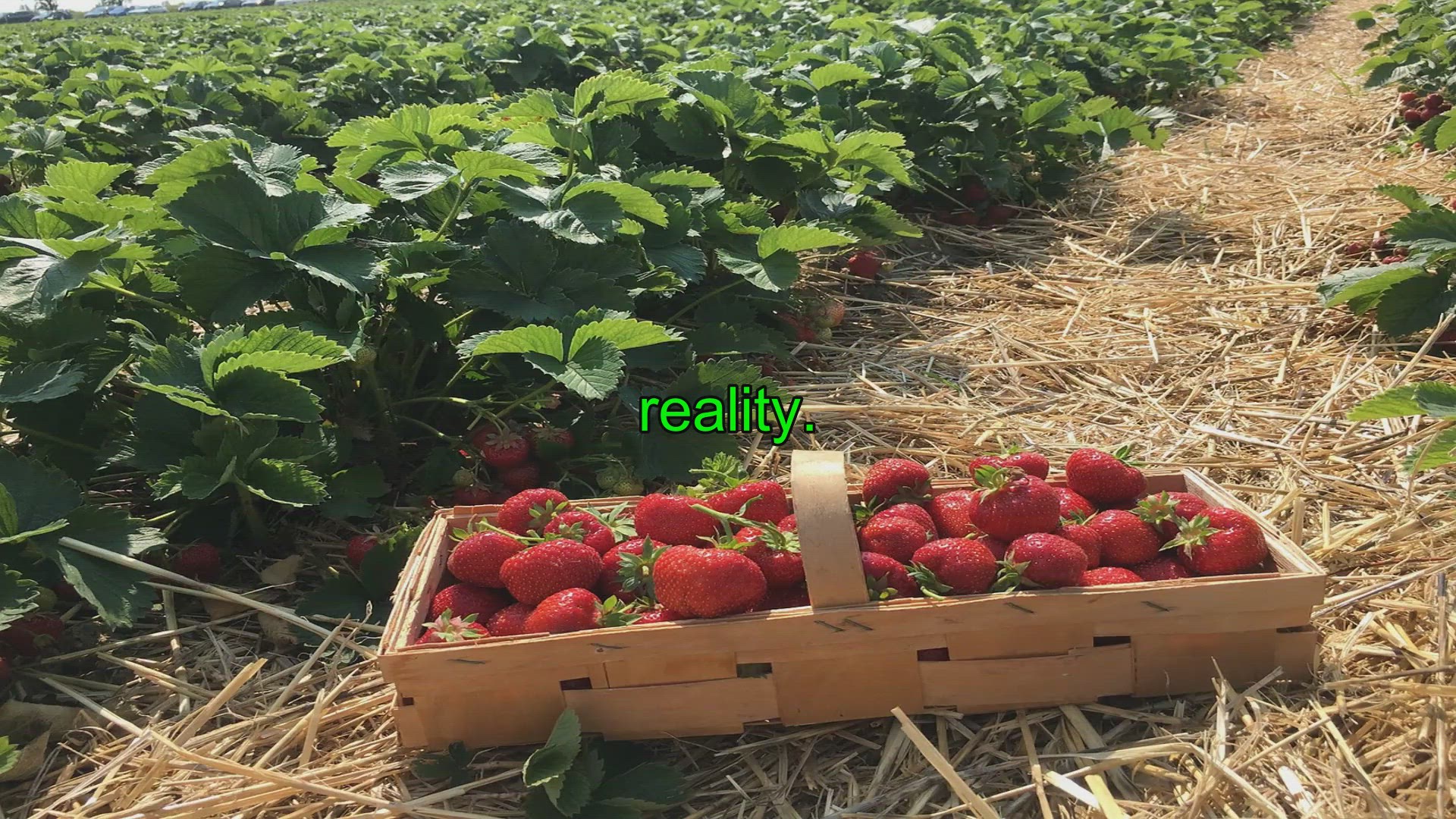 Video thumbnail for Ultimate Guide: How to Start Your Own Berry Patch