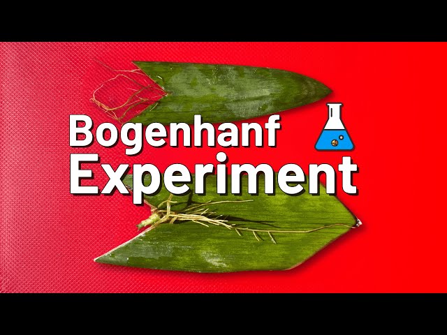 'Video thumbnail for Experiment Bogenhanf - Wuchsrichtung der Blätter'