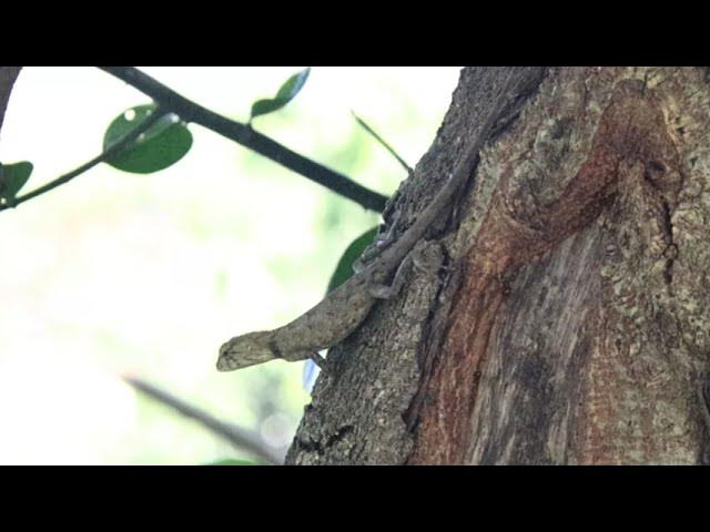 Video thumbnail for The Lizard in field at forest | In field lizard stay to catch food eat