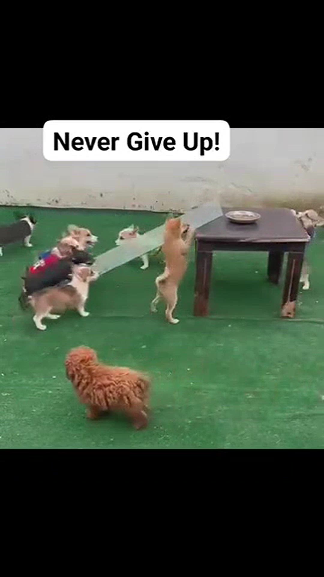 Video thumbnail for VID-20250213-WA0043