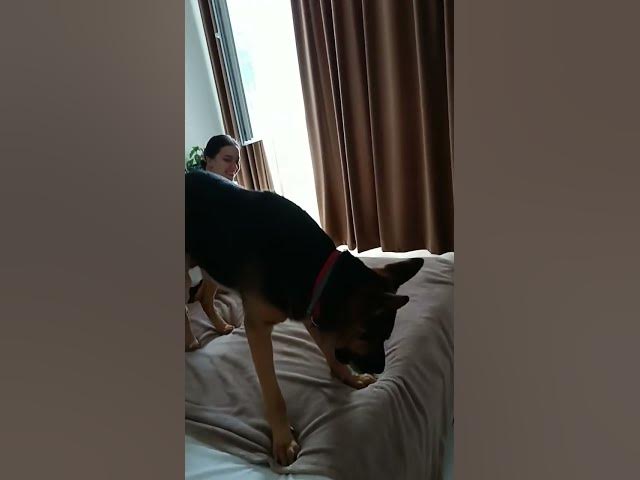 Video thumbnail for hello 🐶my name is Baloo🐻 #dog 🐶#happydog🙀 #germanshepherd 💯