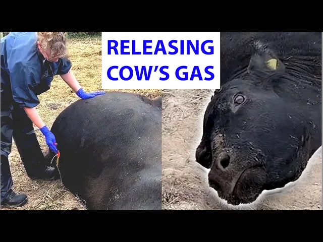 'Video thumbnail for Vet Releases Gas From Cow 🐄💨'