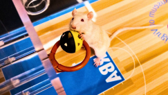 Video thumbnail for Fun Games to Play With Your Pet Rats That They'll Love!