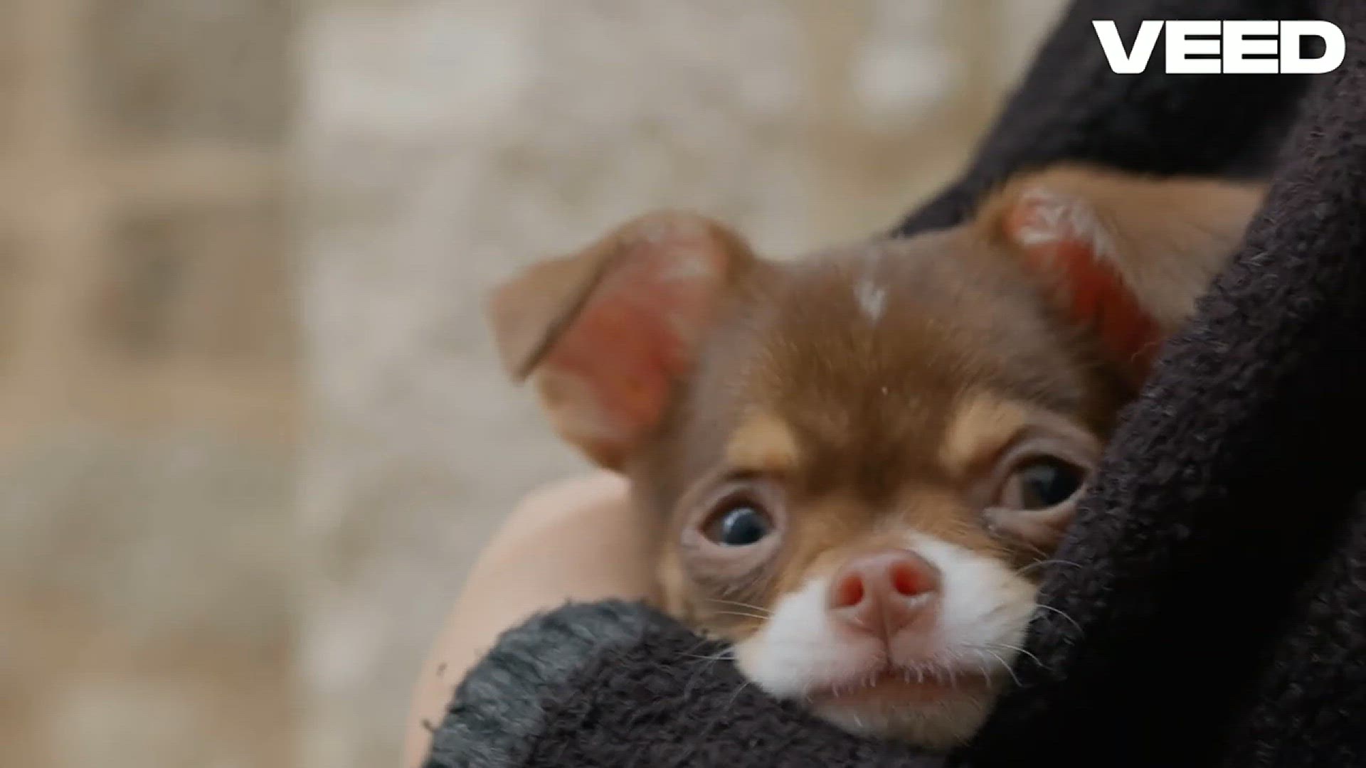 'Video thumbnail for Keep Dogs Warm_ Essential Coat Guide!'