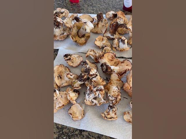 Video thumbnail for Haul of hedgehogs at around 5k in Gifford Pinchot NF