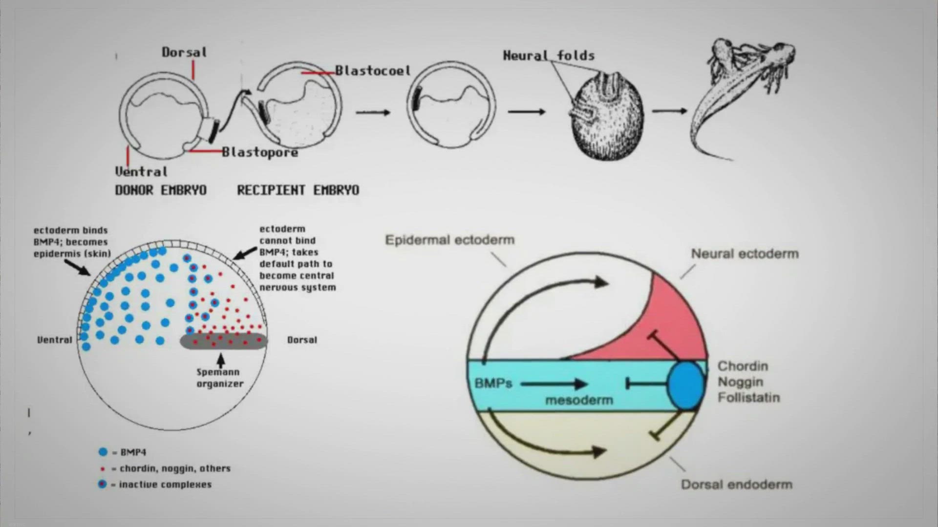 Video thumbnail for Embryonic Induction And Organizers