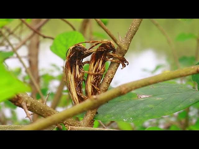 Video thumbnail for unkhnow of name insect life at field