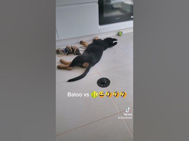 'Video thumbnail for #dog #gsdpuppy #gsd #germanshepherd #happydog #happy'