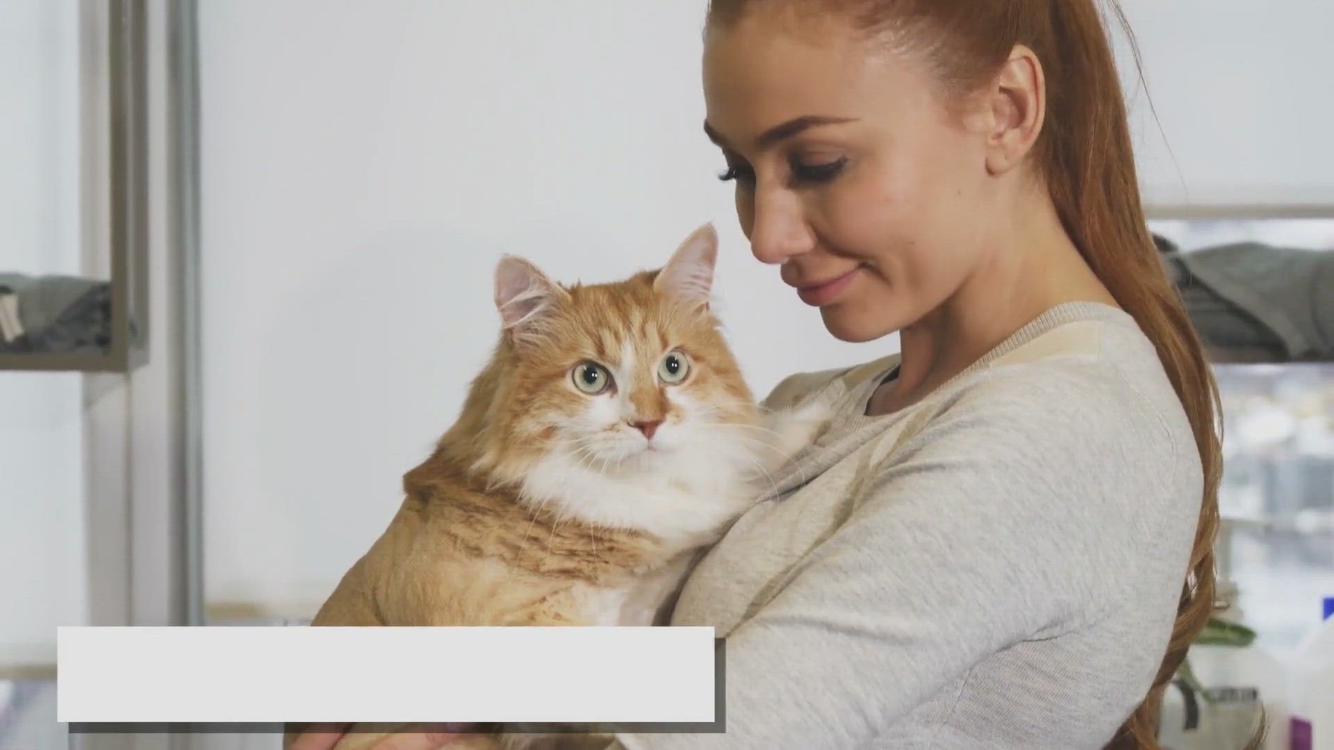 Video thumbnail for 7 Undeniable Perks Only Ragdoll Owners Know
