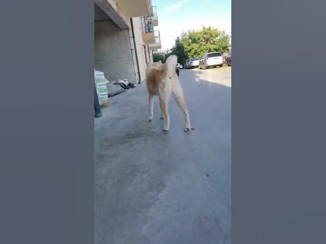 'Video thumbnail for #dog #happydog #germanshepherd #happy #gsdpuppy #gsd #puppy'