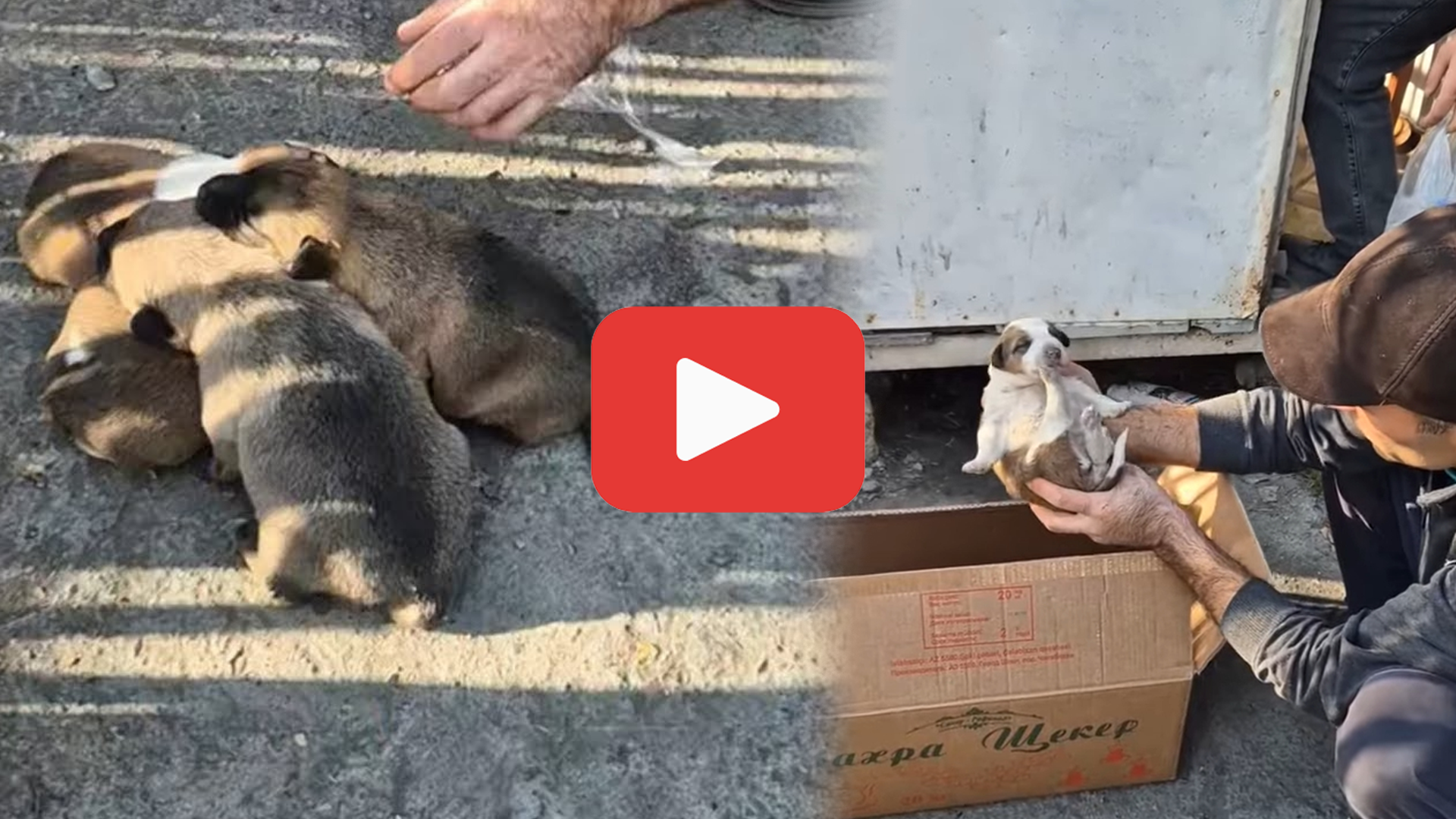 'Video thumbnail for Four Helpless Puppies Left in the Cold—Their Cries Echoed Despair'