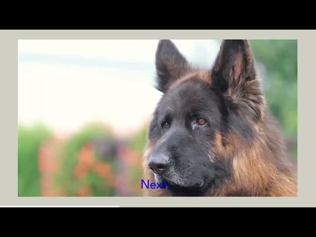 'Video thumbnail for grooming your german shepherd'