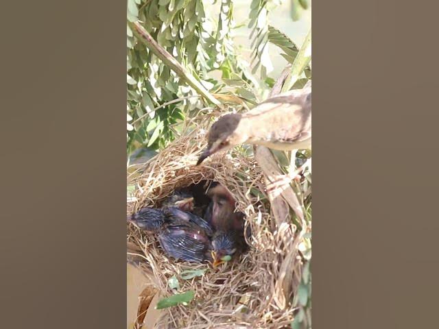 Video thumbnail for Babies Bird Cries Feed Eat (EP-94)  #birds #nature #birdfeeding #birdwatching