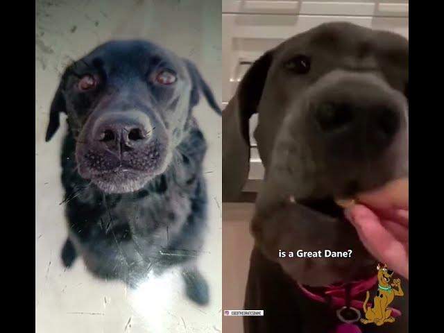 'Video thumbnail for The Great Dane - Scooby Doo'