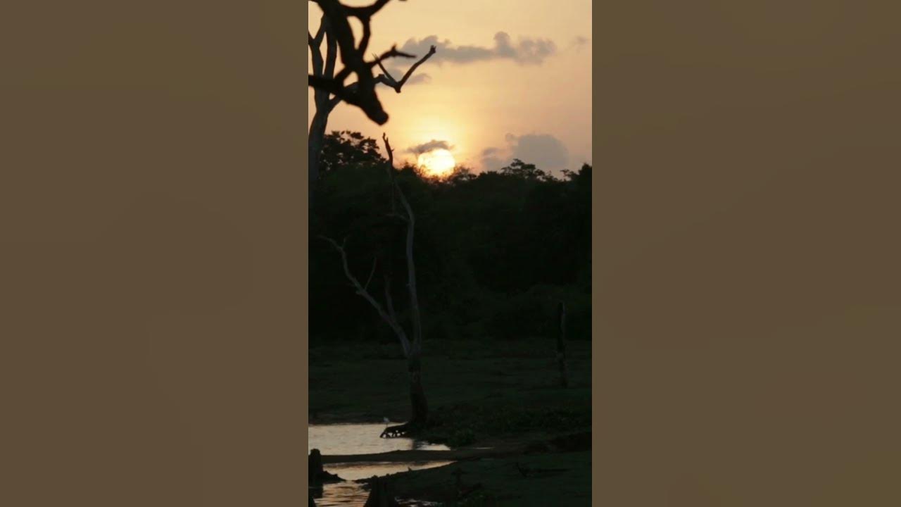 Video thumbnail for Moonlight at the lake #shorts