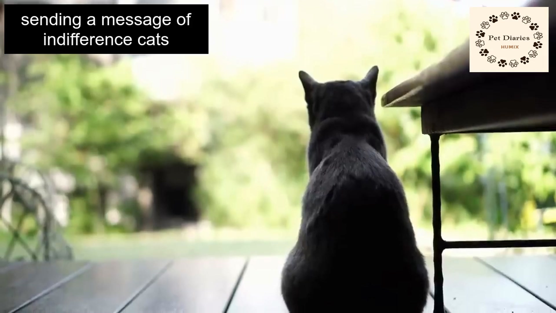 Video thumbnail for Common Things that Sad Your Cat