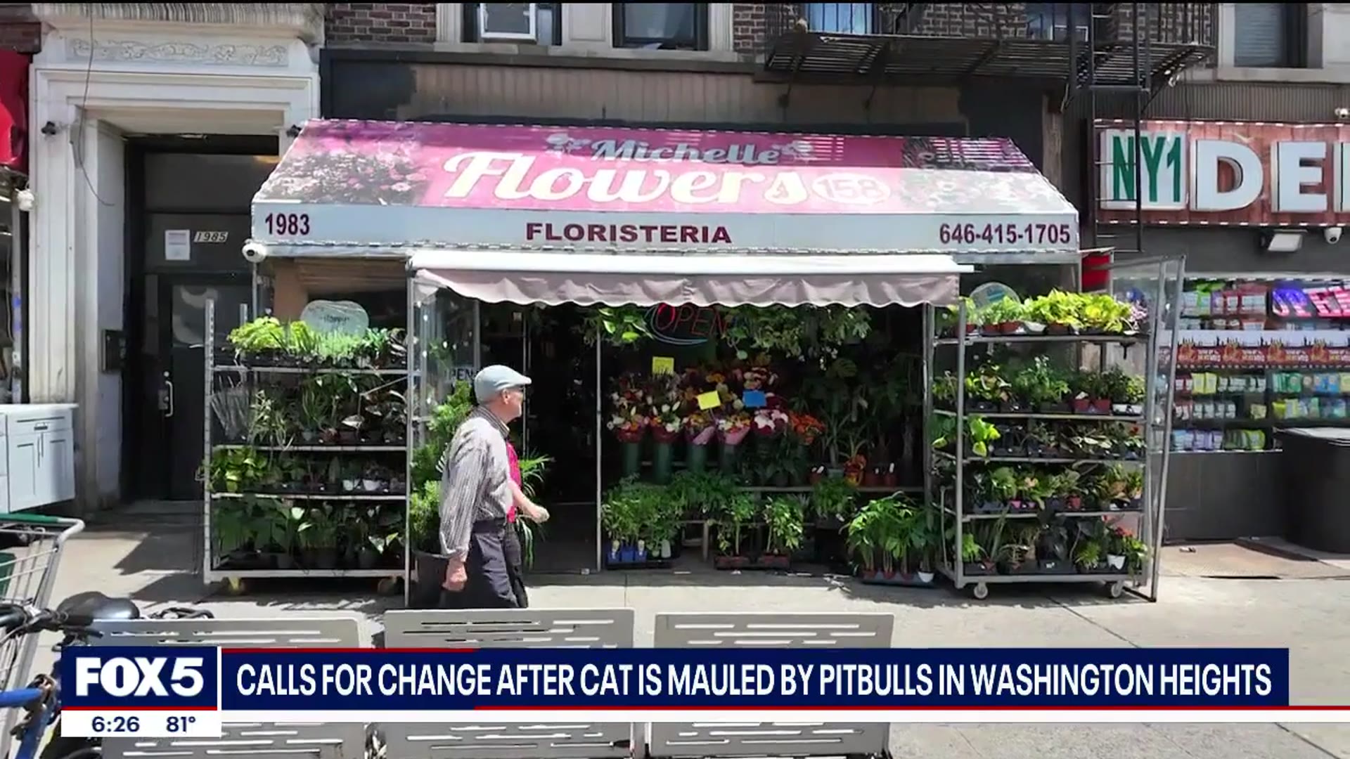 'Video thumbnail for NYC shop cat mauled by pit bulls as owner 'cheered''