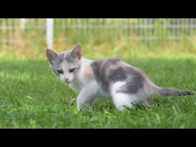 Video thumbnail for 18 de outubro de 2025