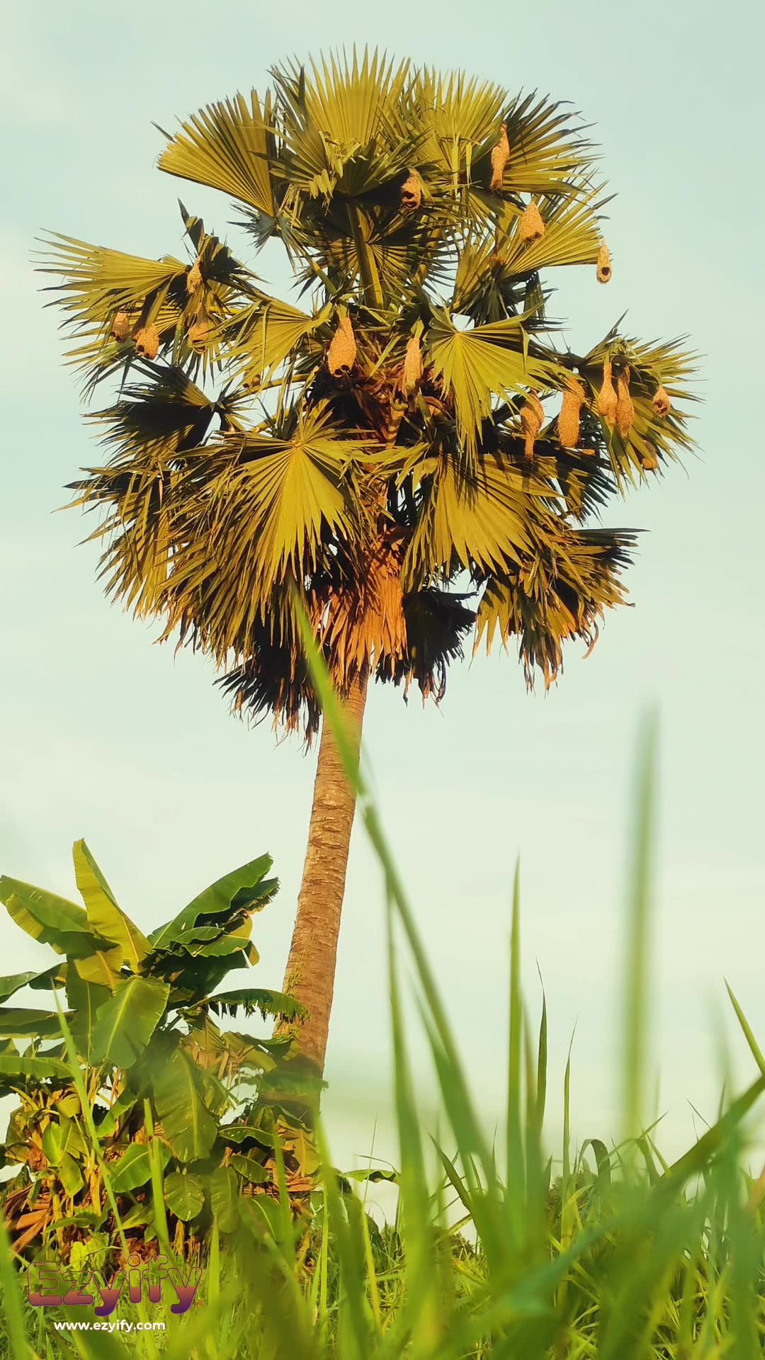 Video thumbnail for Traditions of Rural Bengal: Babui Pakhi, a skilled palm tree artist.