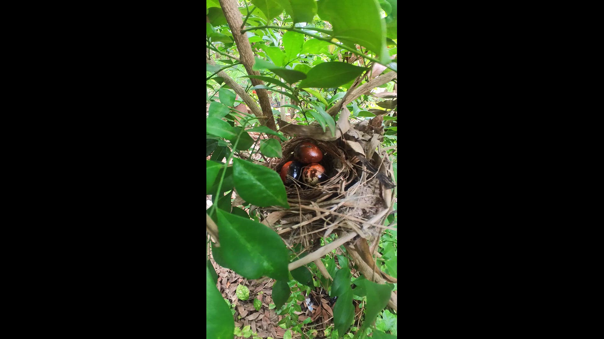 Video thumbnail for All Birds #babybird #dove #dovebird #nestbird #shortbird #nestdove #birdeat #birdfeed
