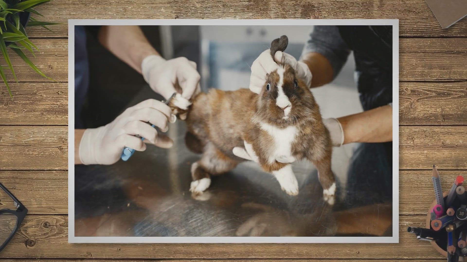 Video thumbnail for Does PetSmart Have Rabbits?