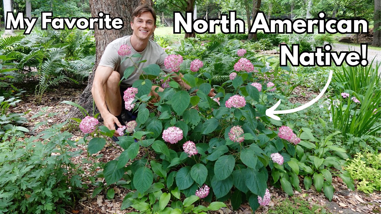 Video thumbnail for Grow this NATIVE HYDRANGEA - Smooth Hydrangea arborescens