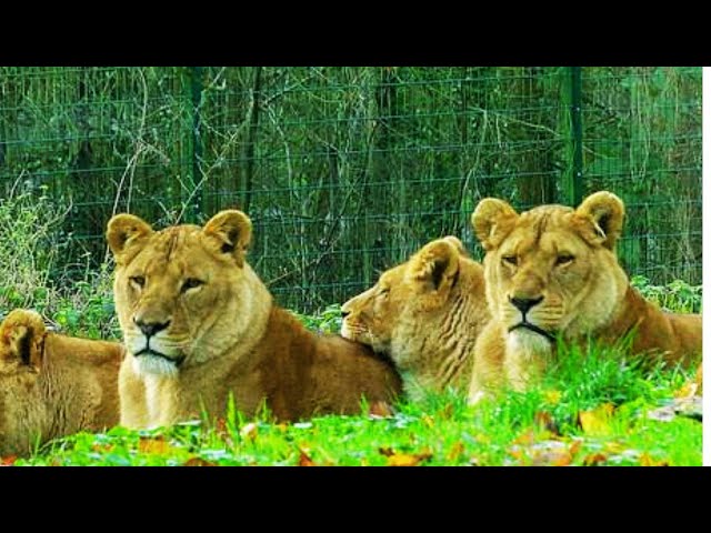 Video thumbnail for Cat Nap Chronicles: Relaxing with Sleeping Lions