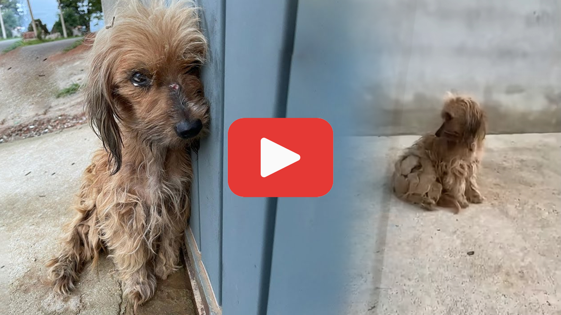 'Video thumbnail for Exhausted and Broken: The Dog Left to Endure Unthinkable Cruelty'