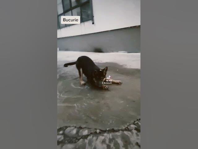 'Video thumbnail for #happydog #dog #gsdpuppy #gsd #germanshepherd'