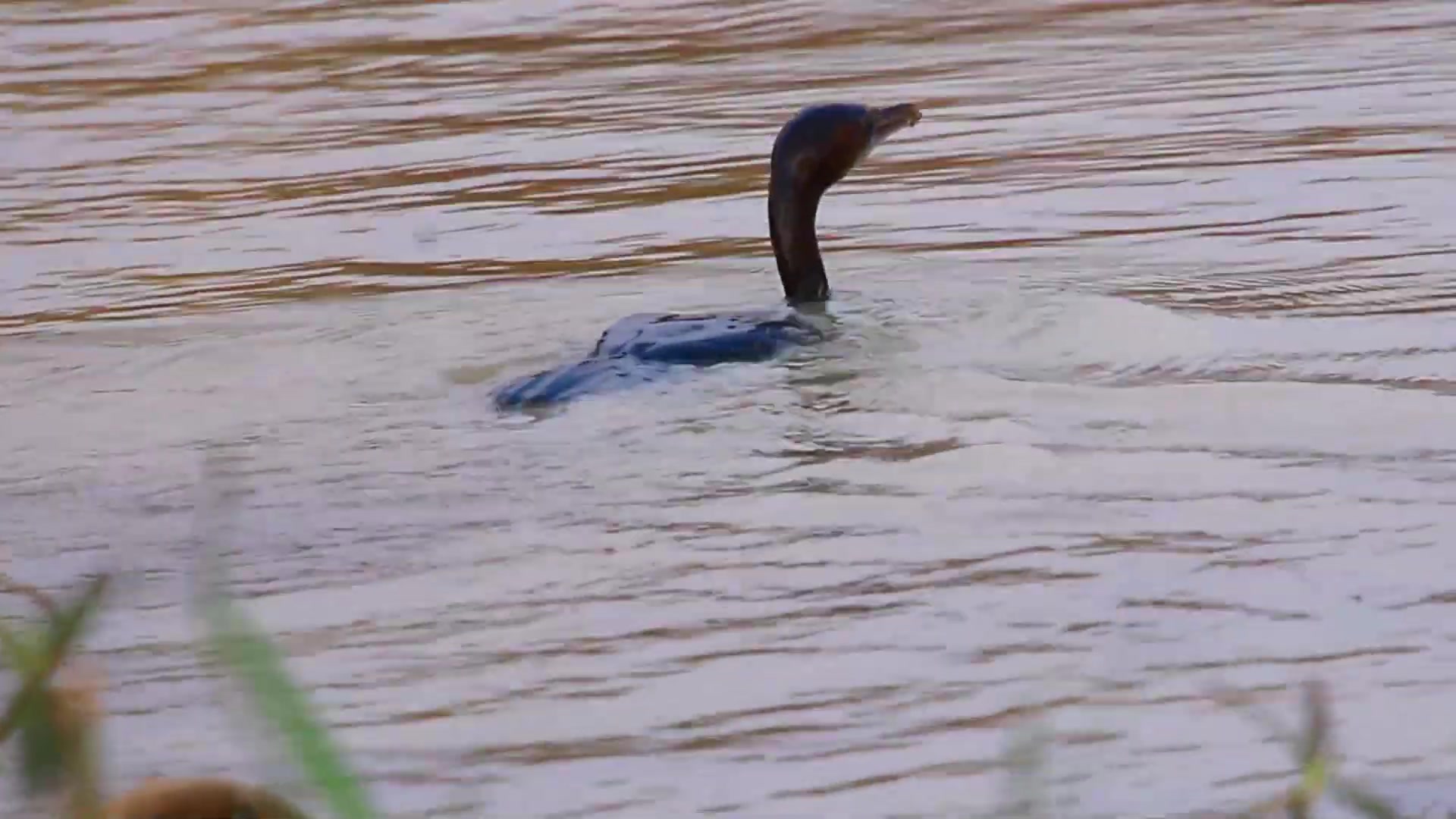 'Video thumbnail for Amazing of lake -THe nest for bird | baby bird crowth on nest and cries feed'