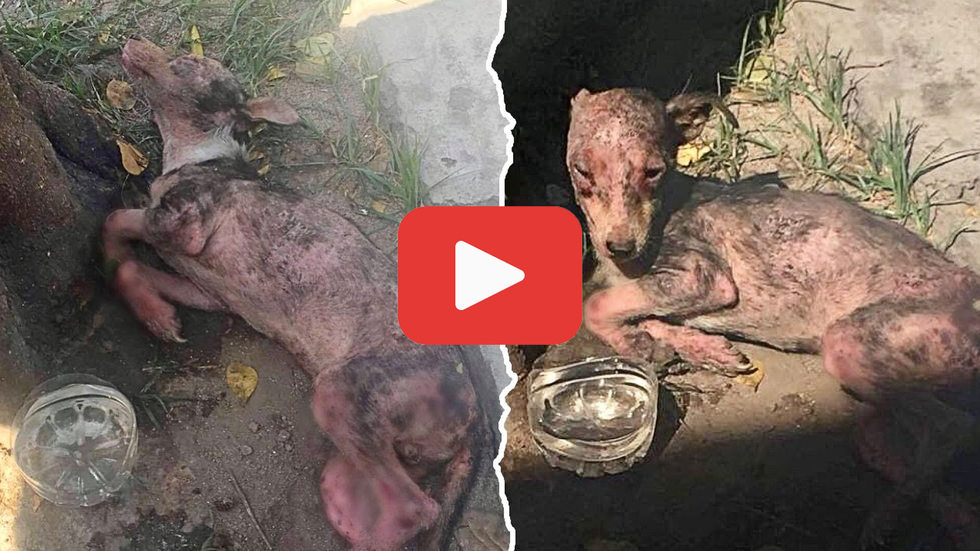 'Video thumbnail for Boiled and Left to Suffer—The Puppy No One Would Save'