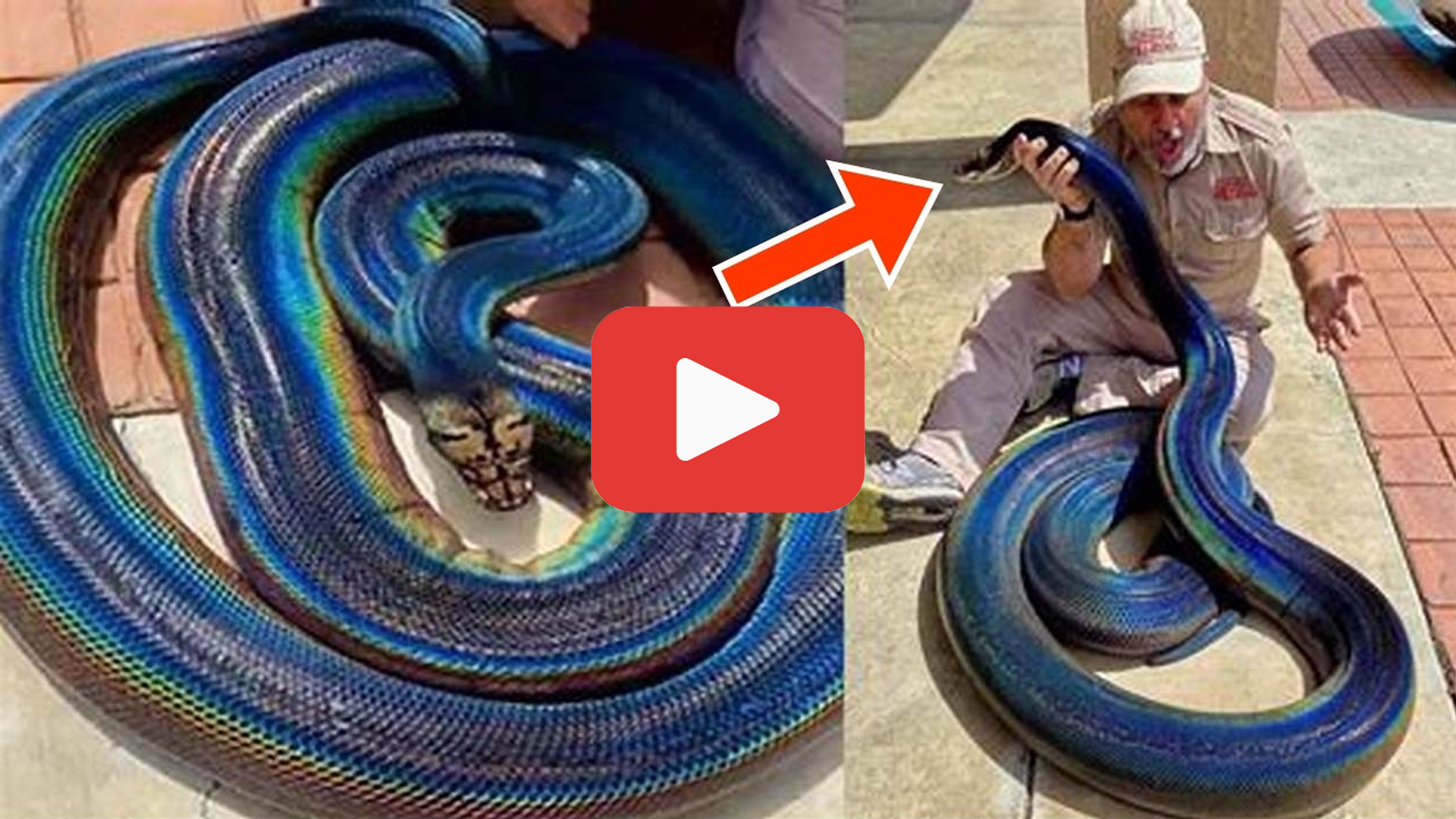 'Video thumbnail for Weird Snake Found by Hiker—Ranger’s Chilling Words Raise Questions'