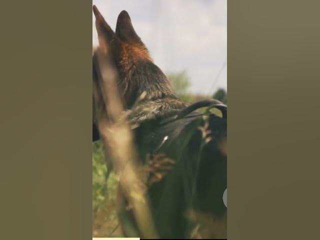 'Video thumbnail for BalooGsd.com Blog Post'