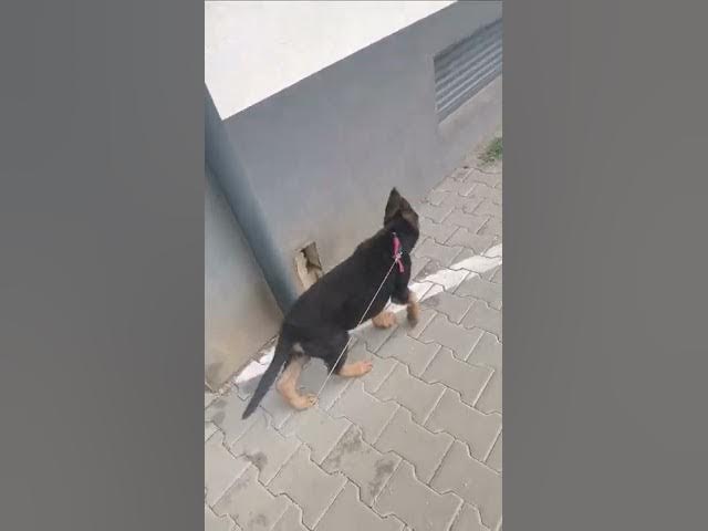 'Video thumbnail for Sweetest Dog in The World'