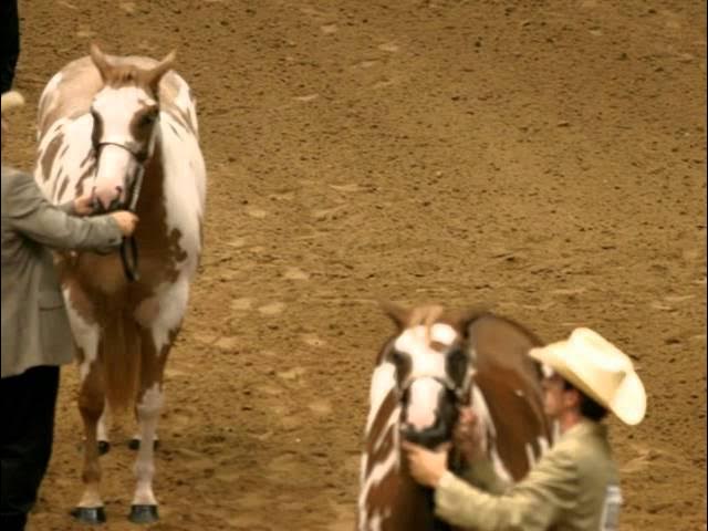 Video thumbnail for American Paint Horses