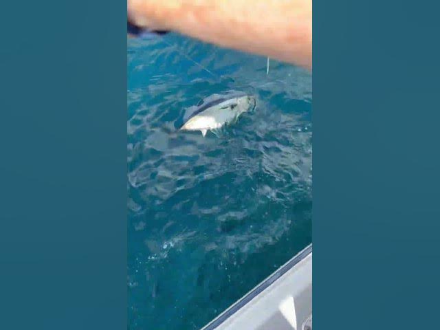 Video thumbnail for Biggest tuna of the trip! What an incredible time fishing with new friends off the Oregon Coast!