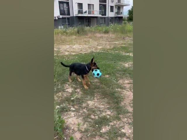 'Video thumbnail for #dog #happydog #germanshepherd #happy #gsdpuppy #gsd #puppy'