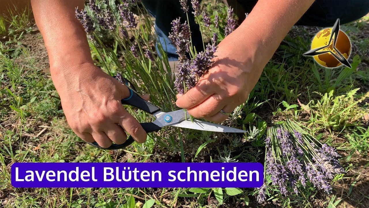 'Video thumbnail for Lavendel: Blüten schneiden im Sommer'