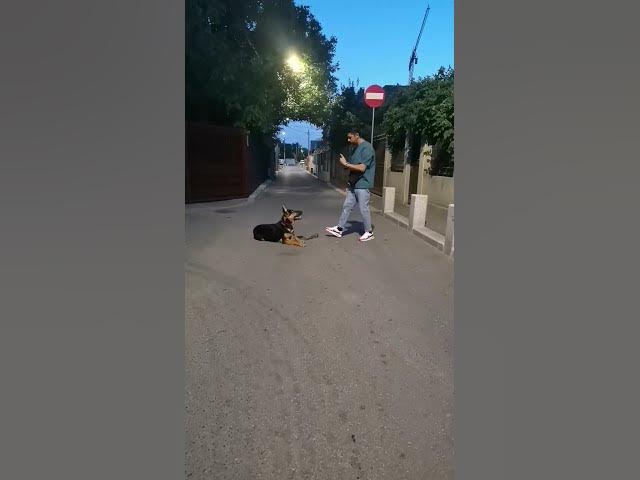 'Video thumbnail for #happydog #happy #woof #gsd #gsdpuppy #germanshepherd #baloocreate'