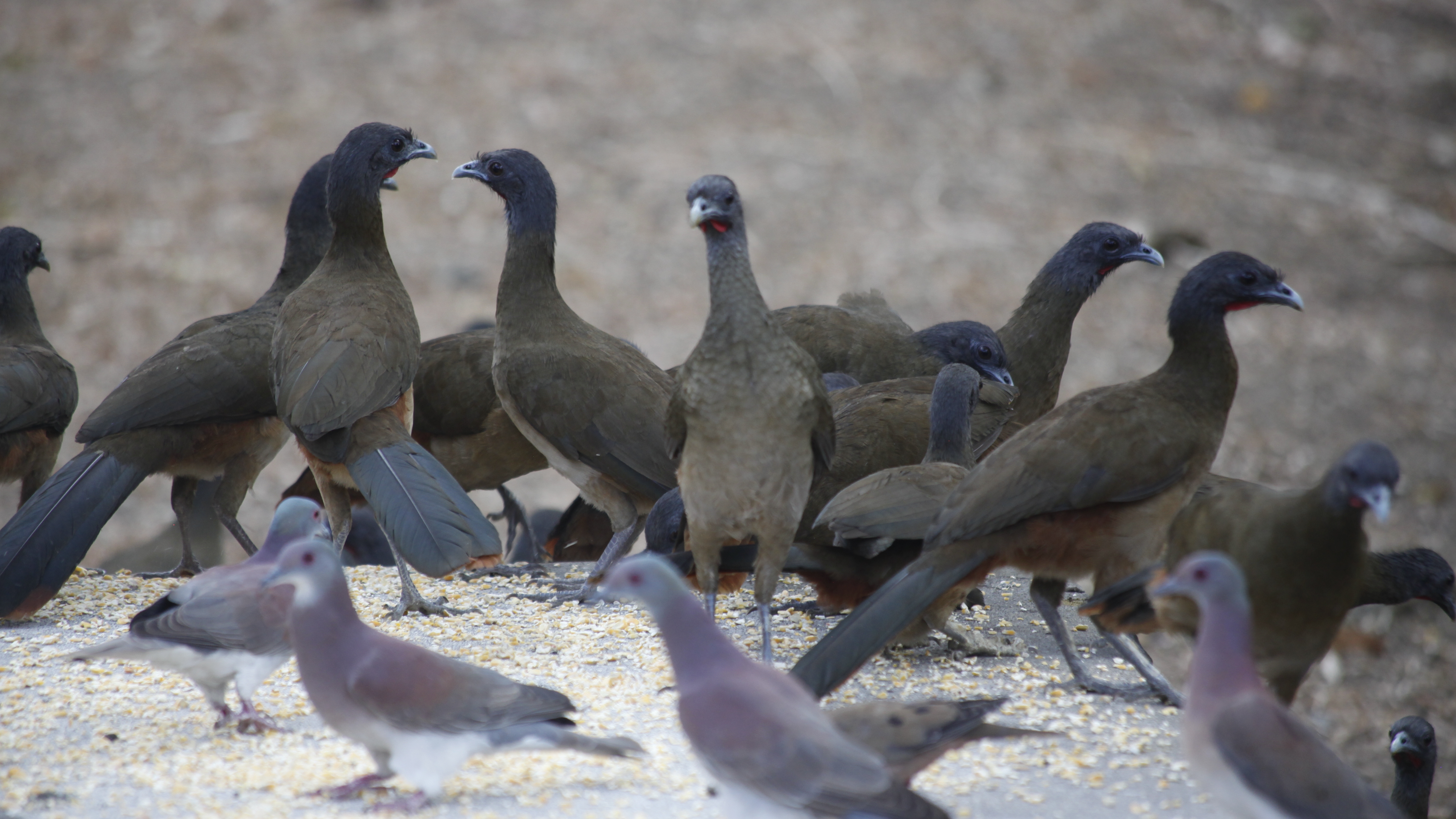 'Video thumbnail for Grafton Caledonia Wildlife Sanctuary | Tobago'