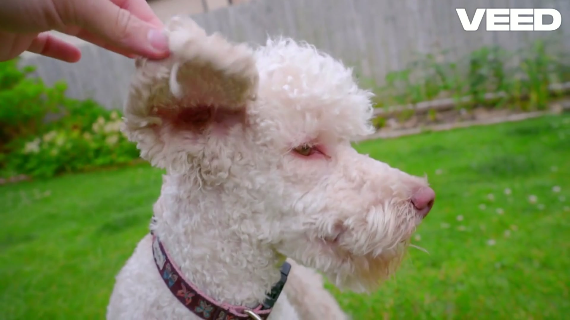 'Video thumbnail for Ultimate Guide to Dog insurance comparison '