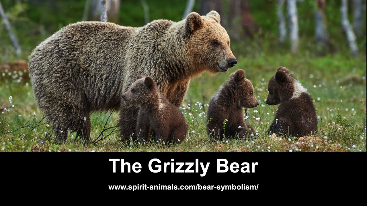 Bears Are My Spirit Animal -  bear-meaning-symbolism.