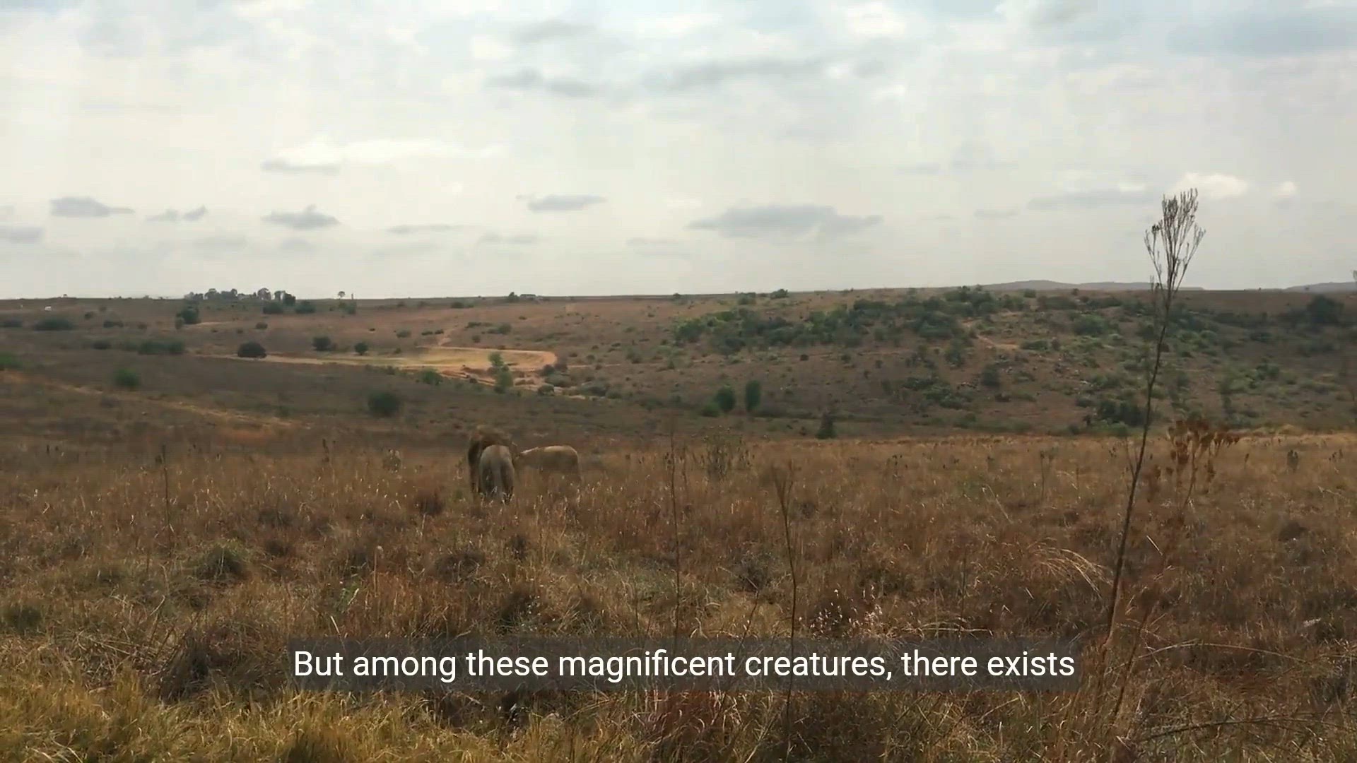 Video thumbnail for The Most Powerful Lion in the World - A Majestic Wildlife Documentary