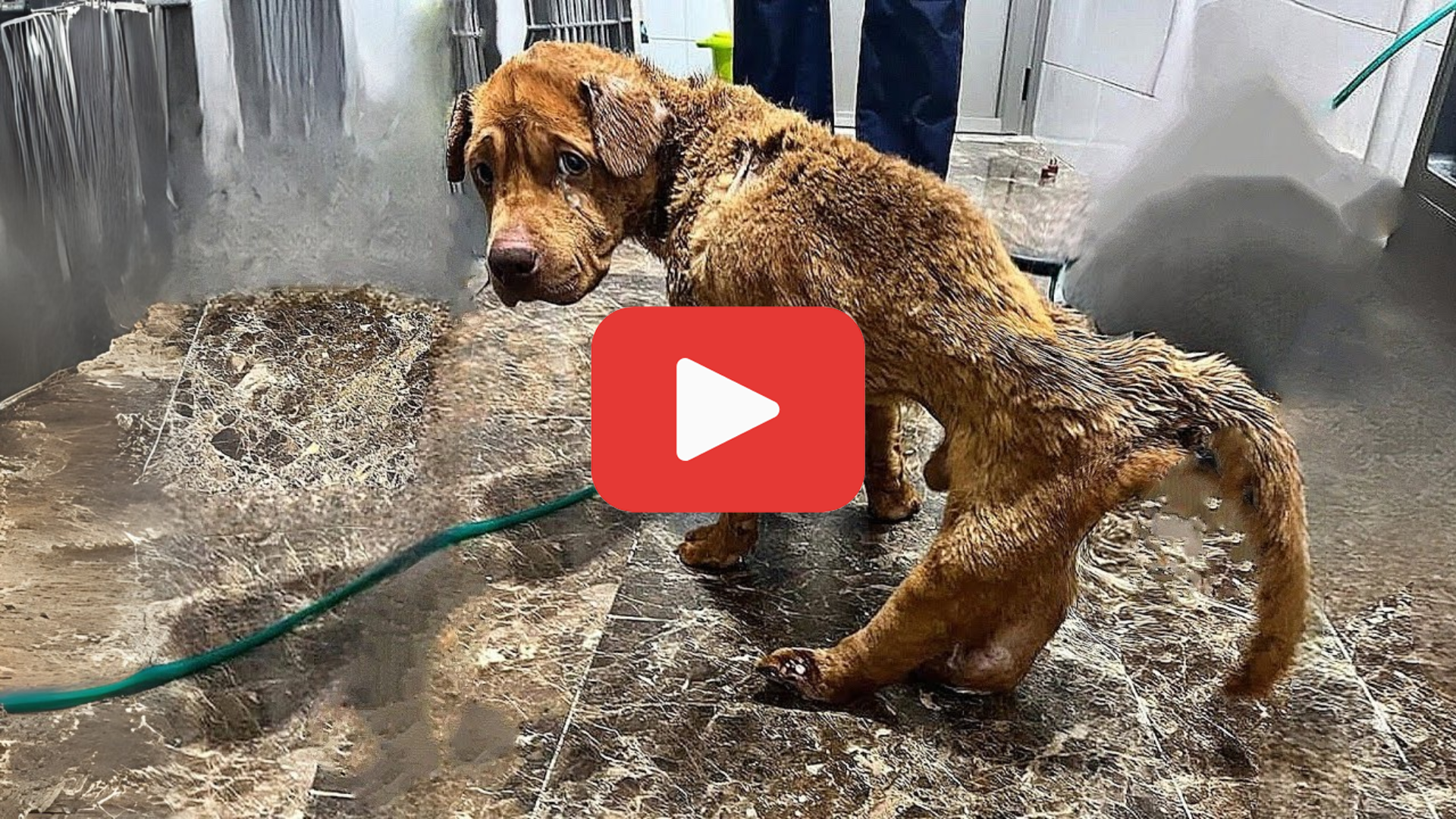 'Video thumbnail for Shot in the Back After Begging—A Heartbreaking Act of Betrayal'