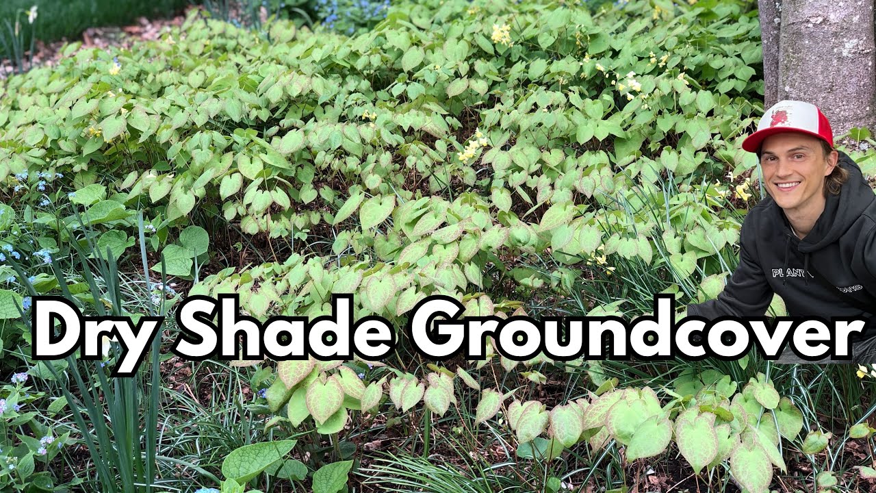 Video thumbnail for Great Groundcovers - EPIMEDIUM Barrenwort - Grow & Divide