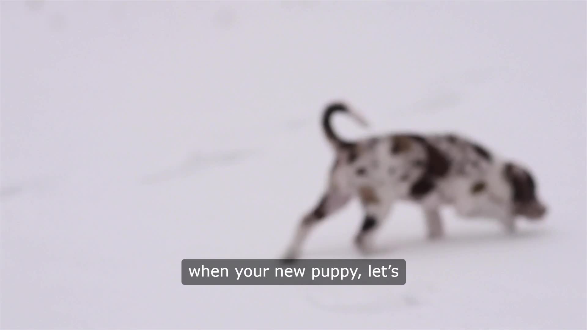 Video thumbnail for The Unpredictable Art of Housebreaking a Dog