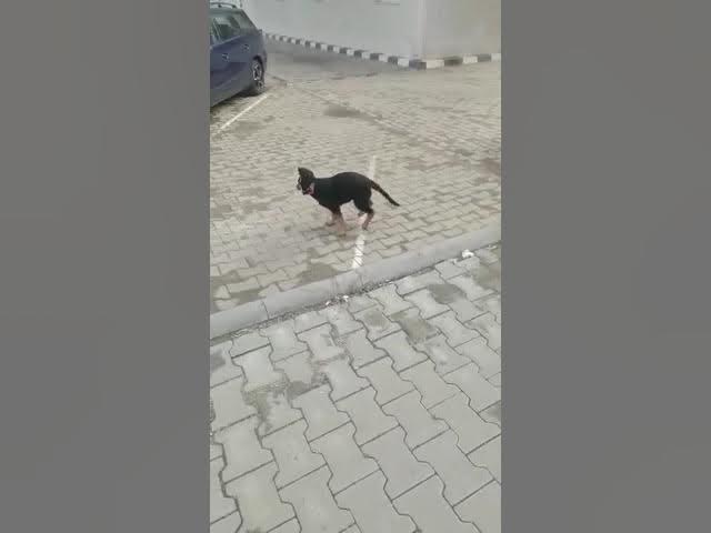 'Video thumbnail for #what is more #beautiful than #playing in the #rain?#dog #gsdpuppy #gsd #germanshepherd #happydog'