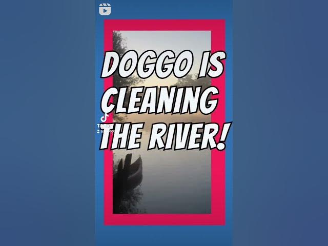 'Video thumbnail for Tao Doggo is cleaning the river! #doggos #doggozila #dogsofyoutube #cutestdogs #dogtravel #happydogs'