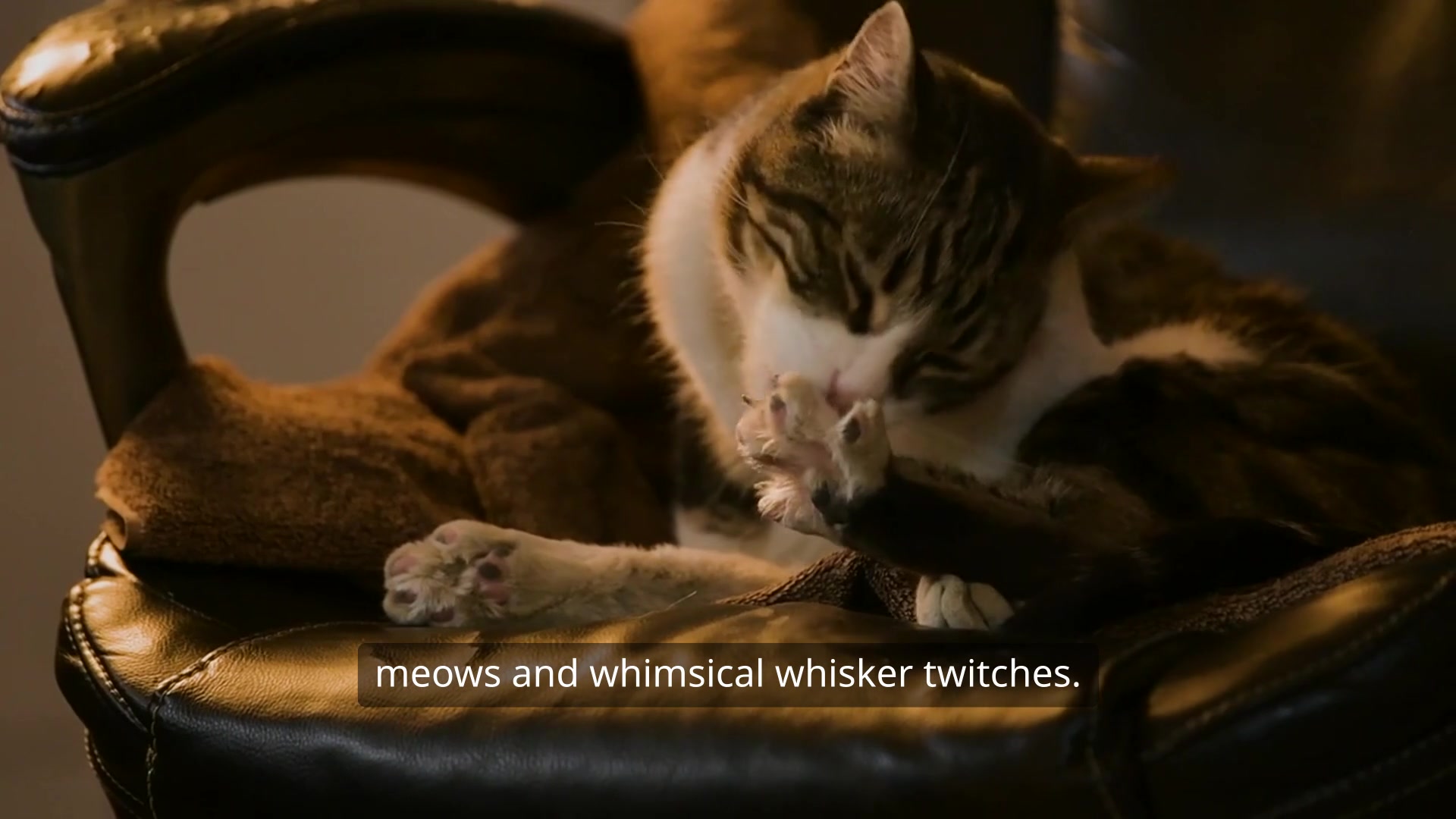 Video thumbnail for Cat Owner's Guide